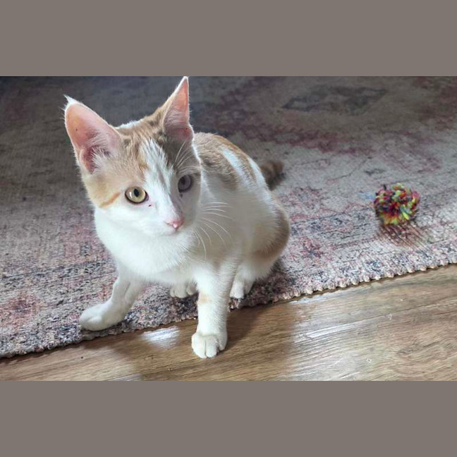 Photo of Spike