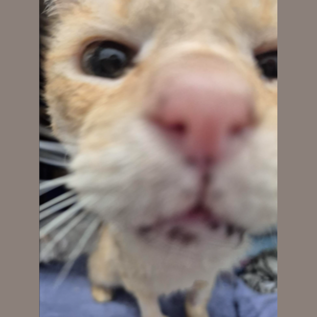 Photo of Tony