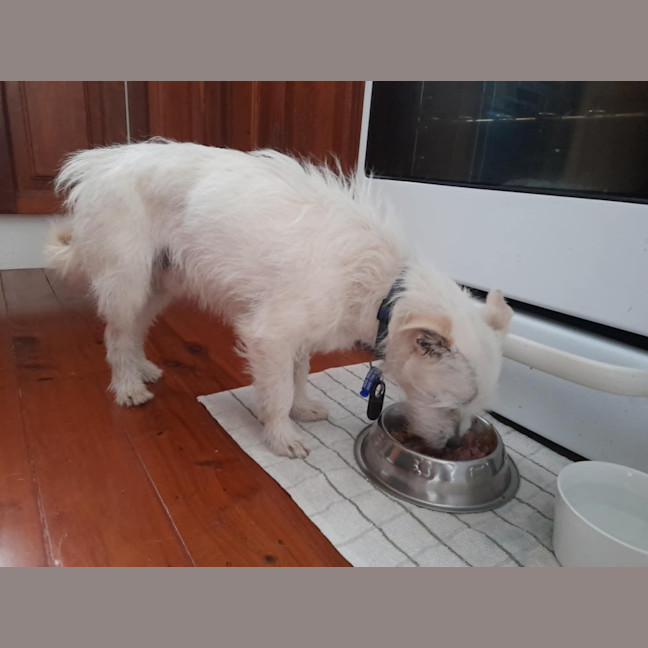 Photo of Gus   11 Year Old Jack Russell X