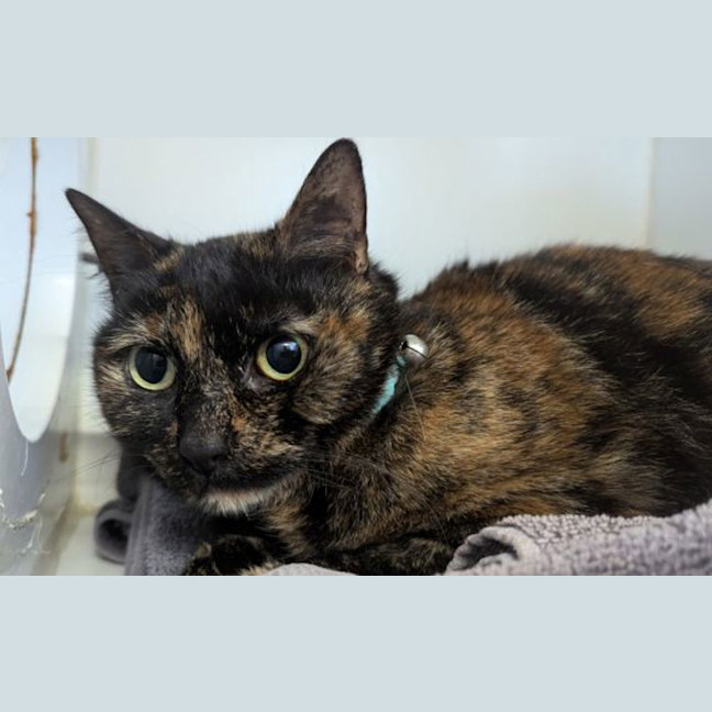 Photo of Delilah
