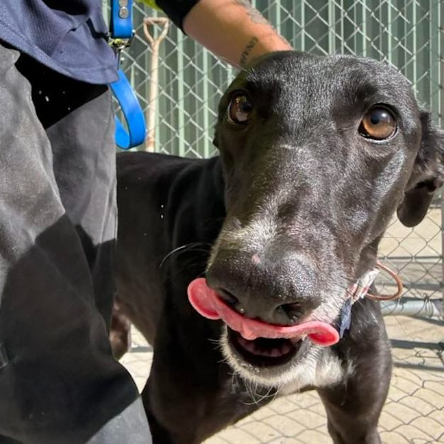 Photo of Hiraani The Greyhound