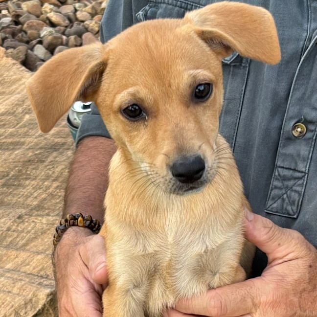 Photo of Sugar