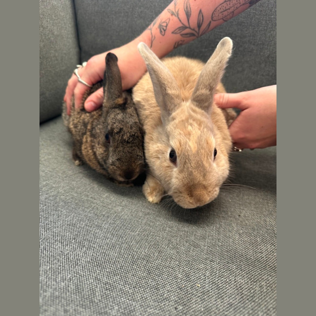 Photo of Hunnybun And Choc Chip 