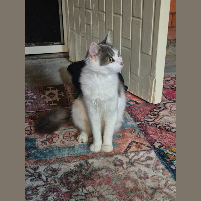 Photo of Patches