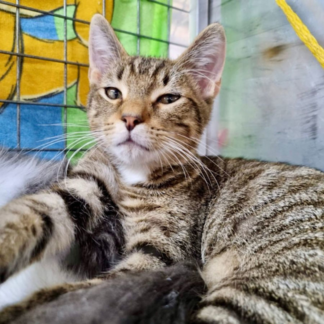 Photo of Bento