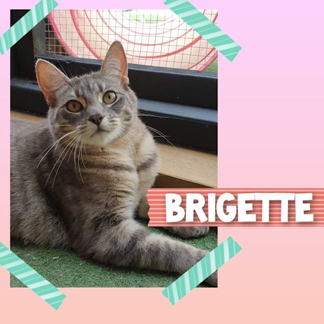 Photo of Brigette 