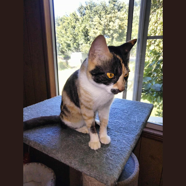 Photo of Callie 