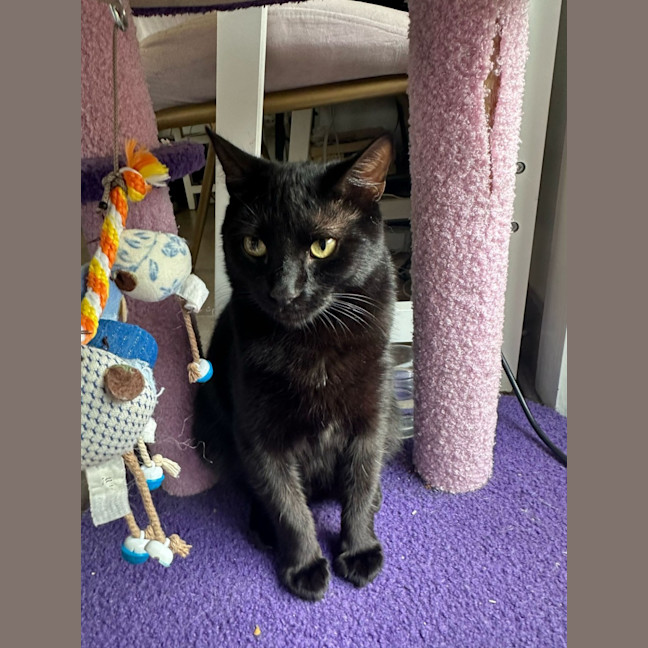 Photo of Lulu
