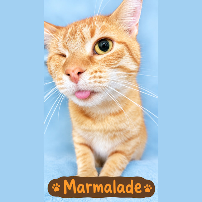Photo of Marmalade