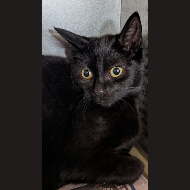 Photo of Scarface Claw