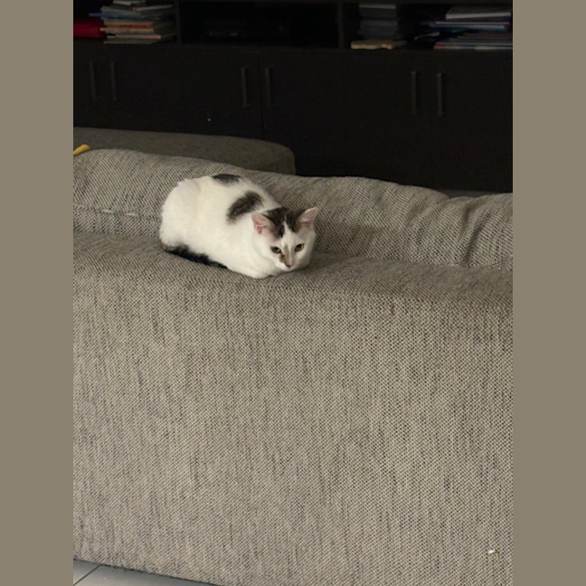 Photo of Scarlett Meet Me @Petstock Hastings Store 