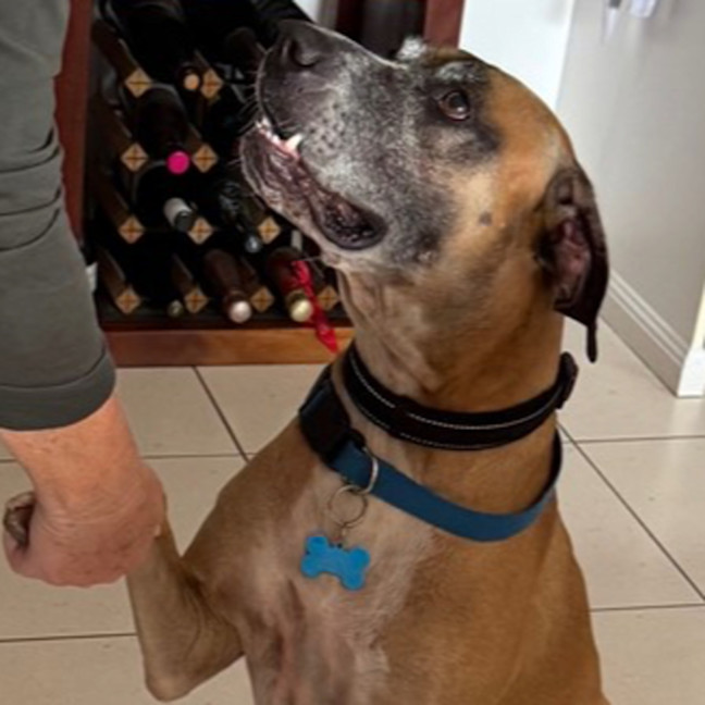 Photo of Duke *$250 Adoption Fee*