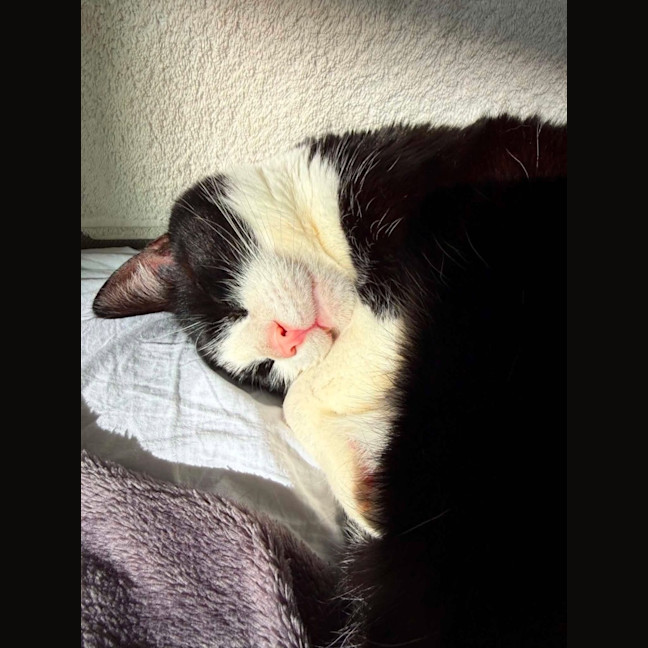 Photo of Charlie   Located In Brunswick West