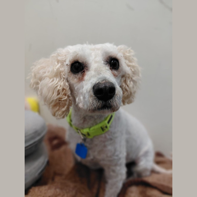 Photo of Pixie