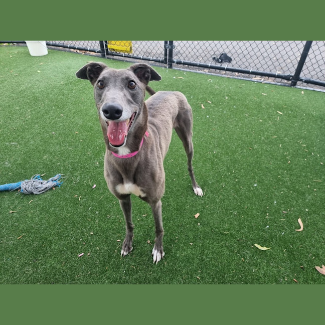 Photo of Kiwi Imp 2682