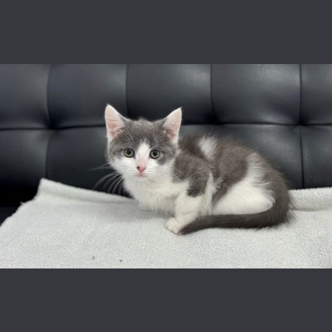 Photo of Uno
