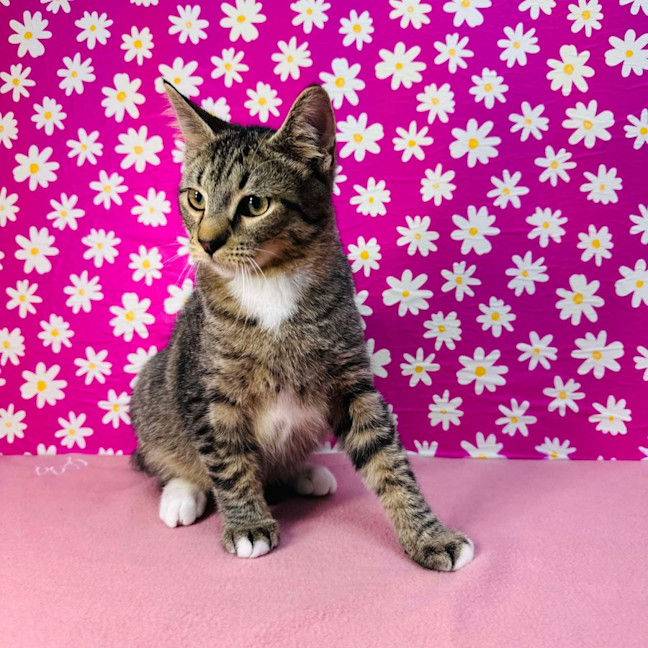 Photo of Bob Marley   Located In Westmeadows