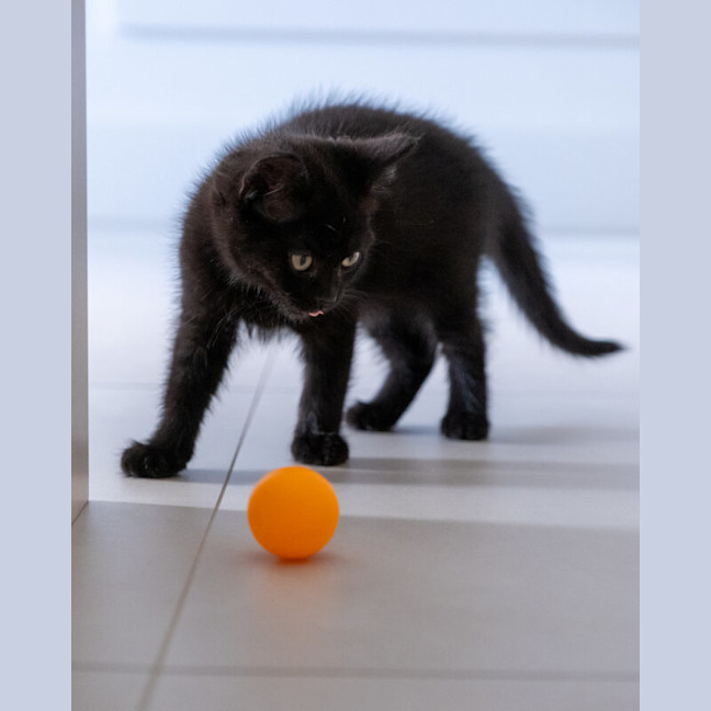 Photo of Midnight