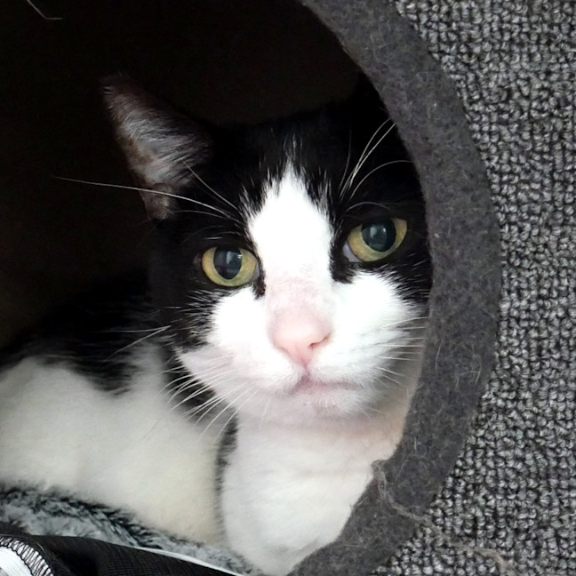 Photo of Diesel Sua012790