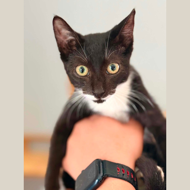 Photo of Chitty 