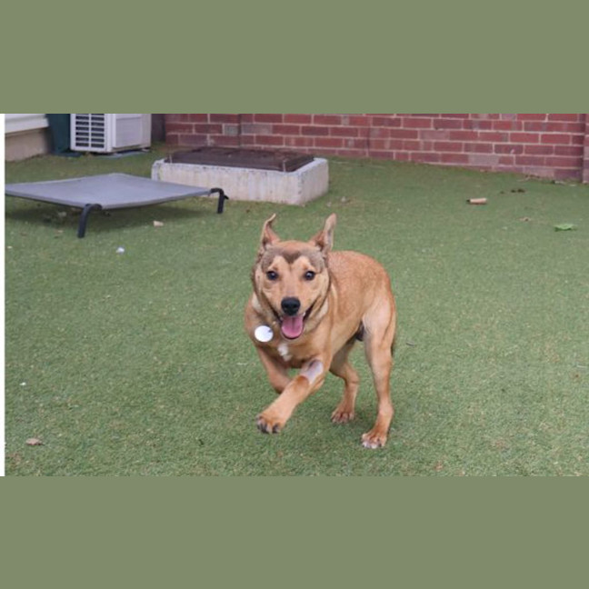 Photo of Scooby Doo