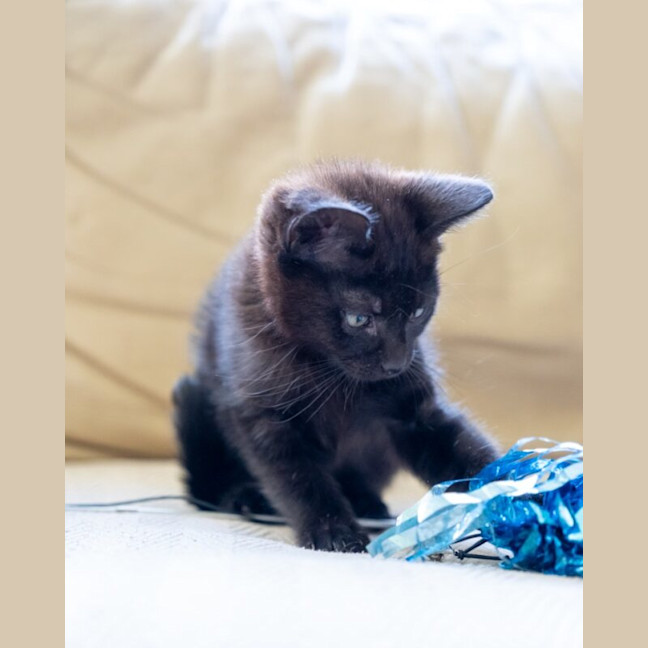 Photo of Kit