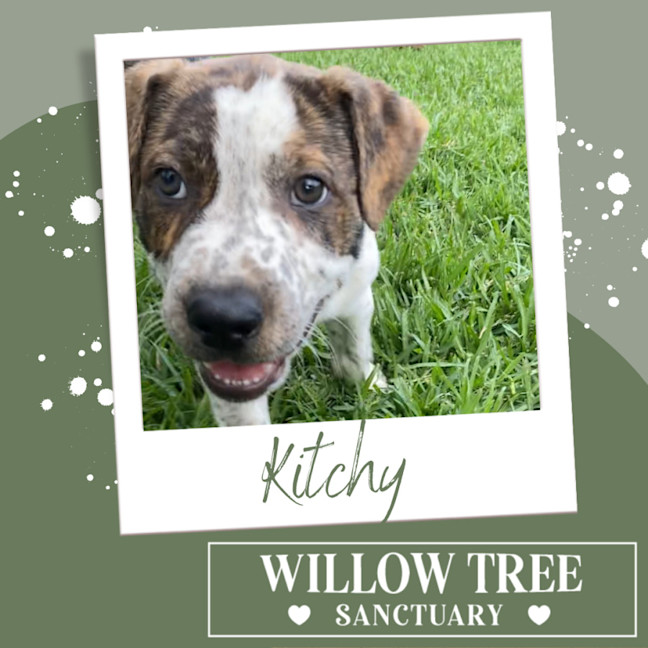 Photo of Kitchy