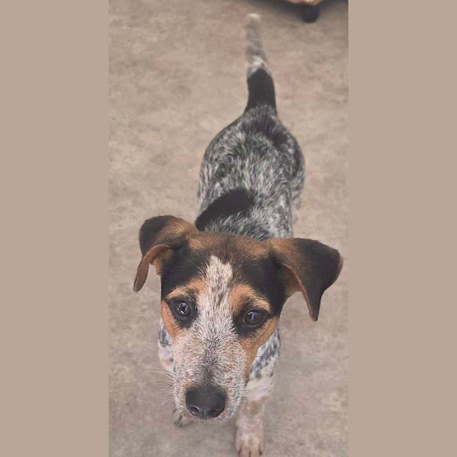 Photo of Honey