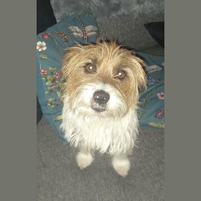 Photo of Bolt O'cleary