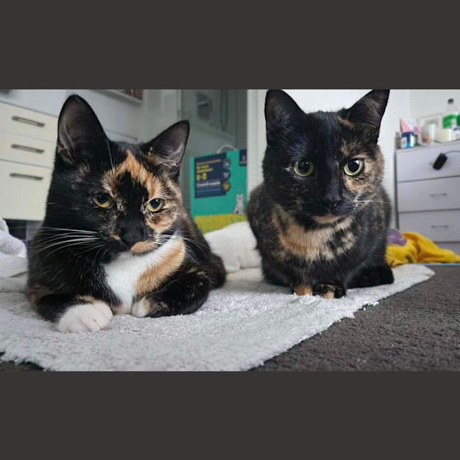 Photo of Duchess & Marie 👑🎀