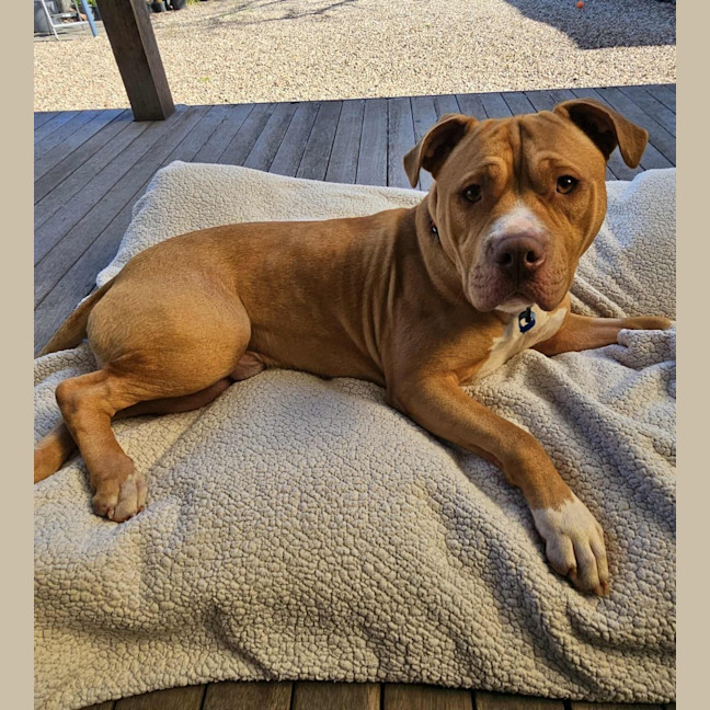Photo of Socks