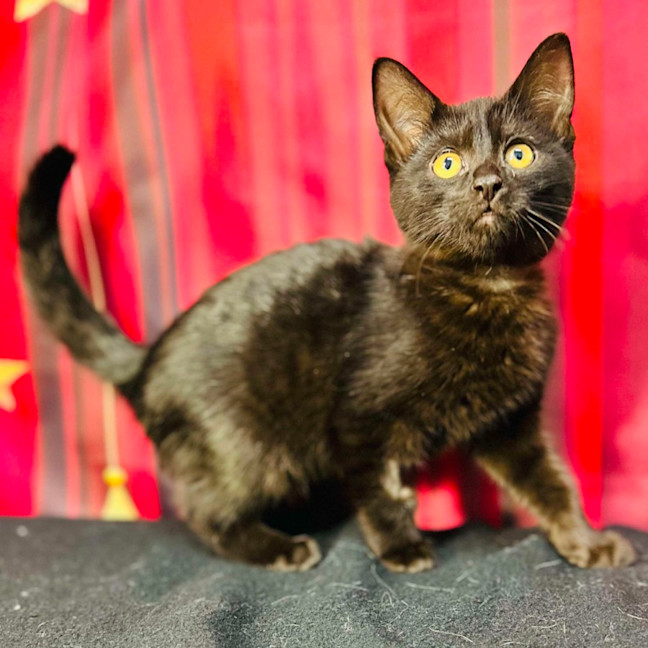 Photo of Draco (Located In Preston) 