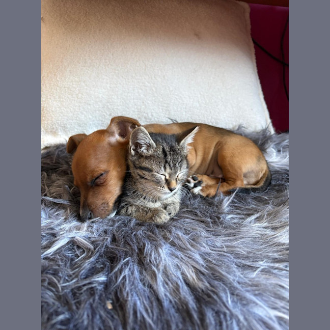 Photo of Bruno