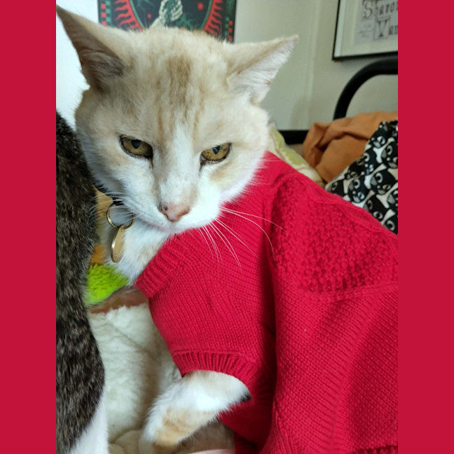 Photo of Herbert
