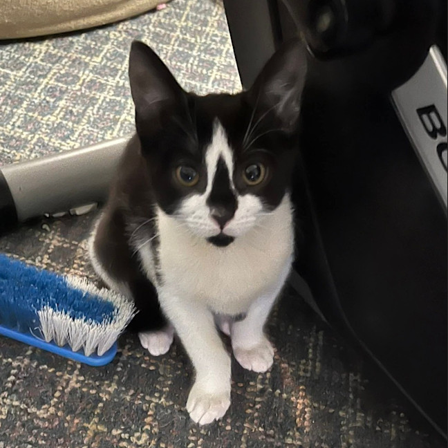 Photo of Diamond