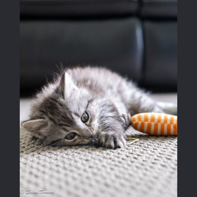 Photo of Dusty