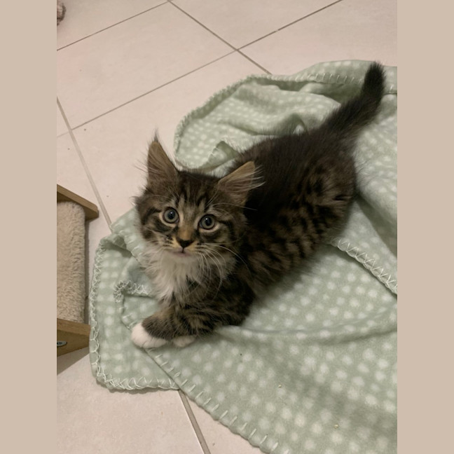 Photo of Gizmo (Was Pesto)