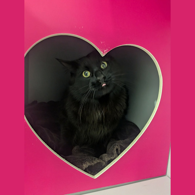 Photo of Toothless