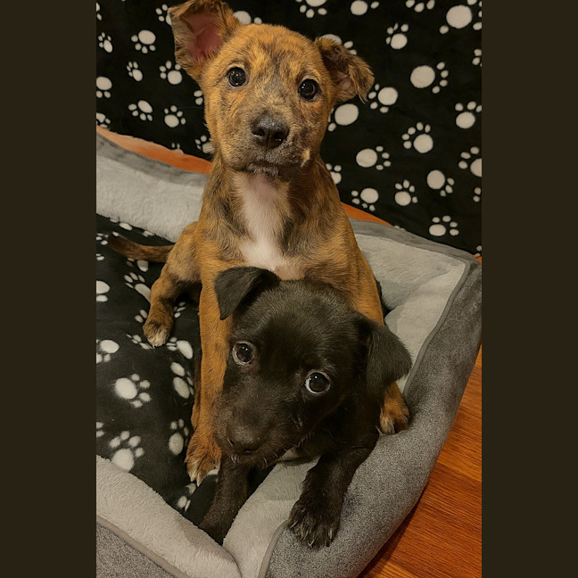 Photo of Minnie   8 Week Old Kelpie X