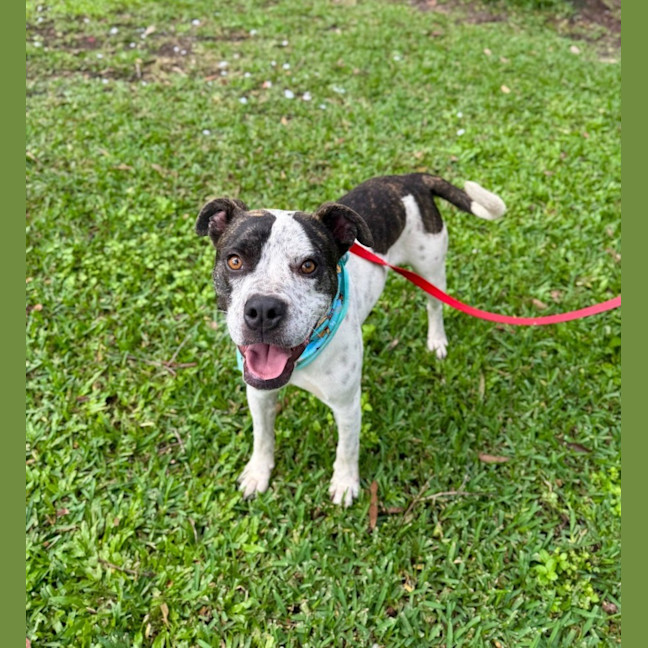 Photo of Owen *$250 Adoption Fee*