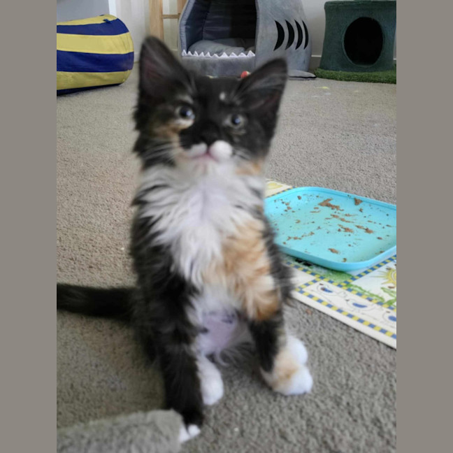 Photo of Creaming Soda