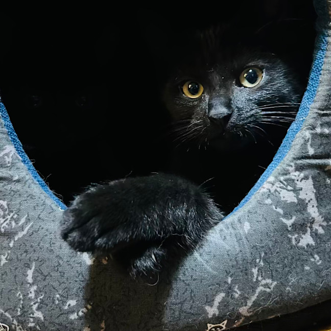 Photo of Blackie