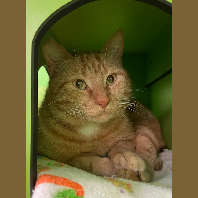 Photo of Wally The Wizarding Wonder