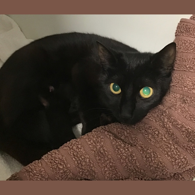 Photo of Toothless