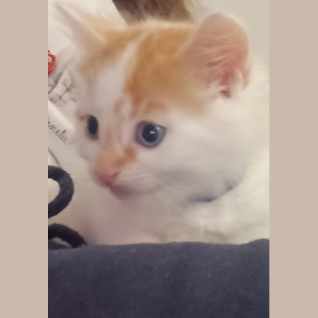 Photo of Crumpet