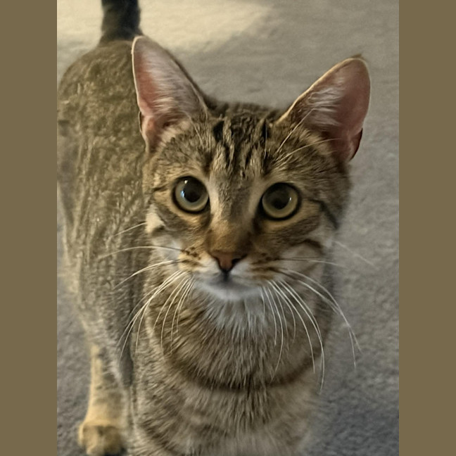 Photo of Nugget