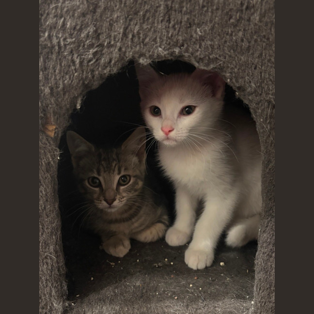 Photo of 🐾 Cinnamon 🐾
