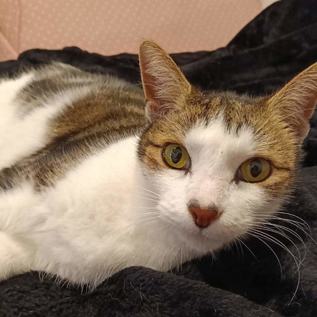 Photo of Tippy