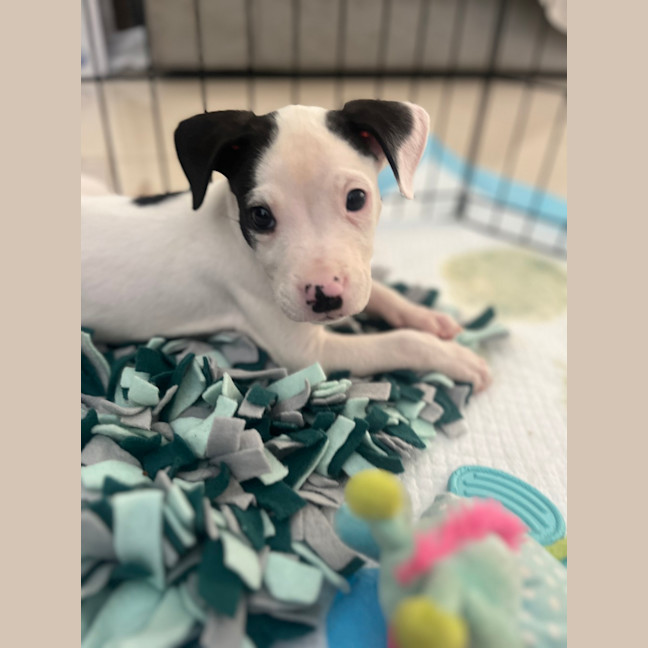 Photo of Abacus Crunch