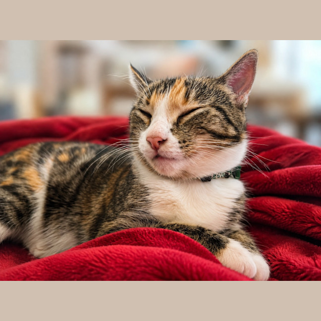 Photo of Meow Meow